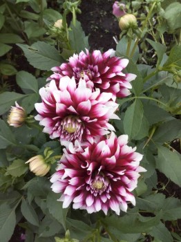 Декоративные садовые растения. - IMG_20180825_160306.jpg