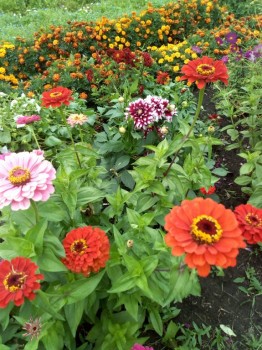 Декоративные садовые растения. - IMG_20180825_160415.jpg