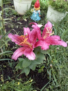 Декоративные садовые растения. - IMG_20180825_160110.jpg