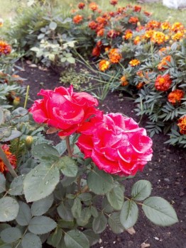 Декоративные садовые растения. - IMG_20180825_160554.jpg