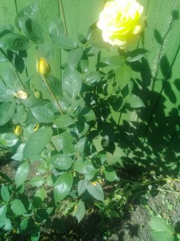 Декоративные садовые растения. - 20180827_133427.jpg