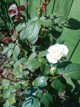 Декоративные садовые растения. - 20180827_133440.jpg