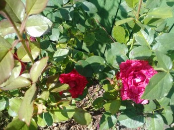 Декоративные садовые растения. - 20180827_133512.jpg