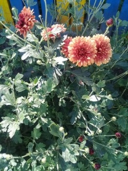 Декоративные садовые растения. - 20180827_133556.jpg