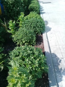 Декоративные садовые растения. - 20180827_133617.jpg