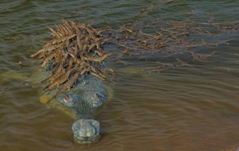 В мире животных фото, видео  - WwDOotWvFYQ.jpg