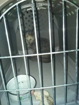 Клуб фелинологов-любителей  - IMG-20180902-WA0003.jpg