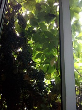 Прямо с грядки Наш урожай  - IMG_20180903_080549.jpg