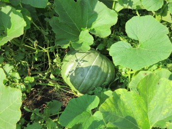 Прямо с грядки Наш урожай  - тыква.jpg