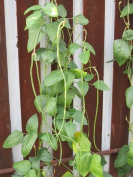 Прямо с грядки Наш урожай  - вигна.jpg