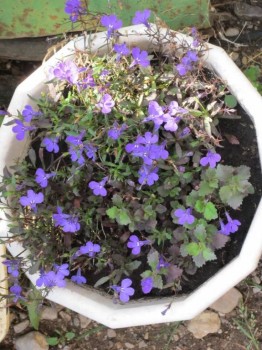 Декоративные садовые растения. - лобелия.jpg