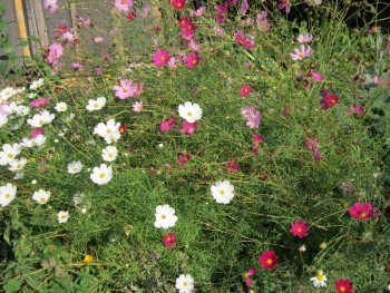 Декоративные садовые растения. - космея.jpg