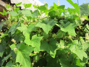 Декоративные садовые растения. - шипастики.jpg