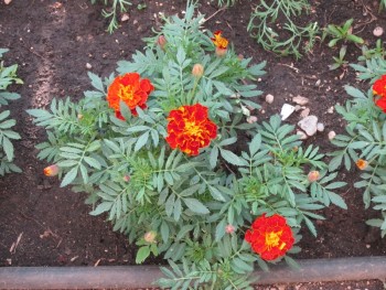 Декоративные садовые растения. - бархатцы.jpg