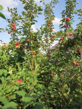 Прямо с грядки Наш урожай  - яблоки.jpg