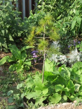 Декоративные садовые растения. - кедр.jpg