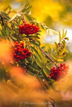 Доброго утра Хорошего дня Спокойной ночи  - 1536302124.jpg