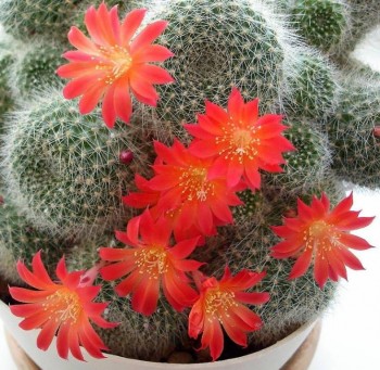 Жизнь, я люблю тебя  - cccfcf6b584d.jpeg