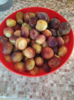 Прямо с грядки Наш урожай  - IMG_20180909_112707.jpg