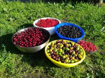 Прямо с грядки Наш урожай  - IMG_20180712_175146.jpg