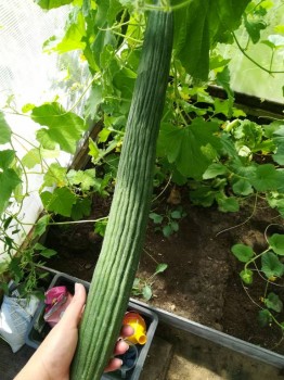 Прямо с грядки Наш урожай  - IMG_20180801_150307.jpg