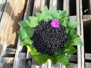 Прямо с грядки Наш урожай  - IMG_20180630_154506.jpg