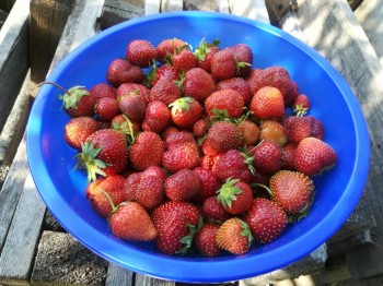 Прямо с грядки Наш урожай  - IMG_20180630_124634.jpg