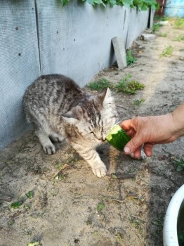 Прямо с грядки Наш урожай  - IMG_20180716_182610.jpg