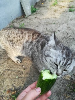 Прямо с грядки Наш урожай  - IMG_20180716_182700.jpg