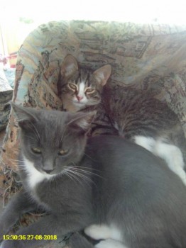 Чем сегодня занимались ваши дети? - IMG_20180827_153034.jpg