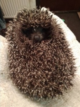 Кого из животных вы содержите? Фото приветствуется. - IMG_20180910_210912.jpg