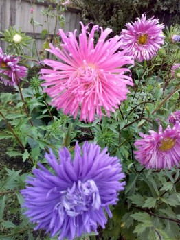 Декоративные садовые растения. - IMG_20180908_160216.jpg