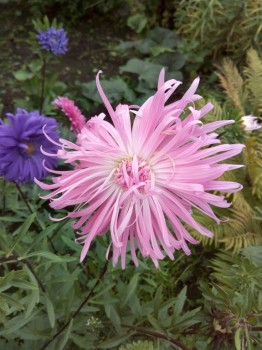 Декоративные садовые растения. - IMG_20180908_160233.jpg