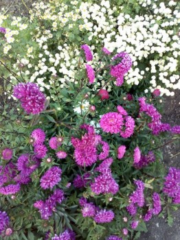 Декоративные садовые растения. - IMG_20180908_190739.jpg