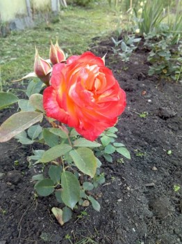 Декоративные садовые растения. - IMG_20180908_190706.jpg