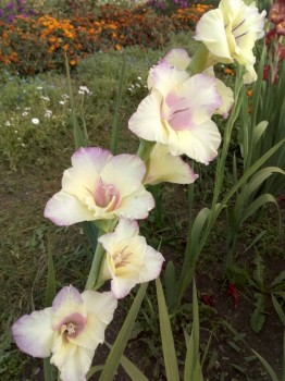 Декоративные садовые растения. - IMG_20180908_160020.jpg