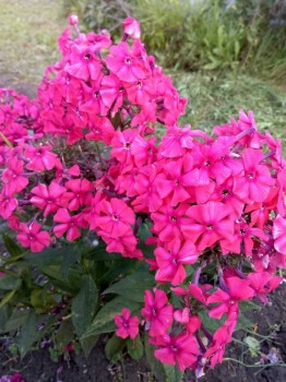 Декоративные садовые растения. - IMG_20180908_185141.jpg