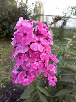 Декоративные садовые растения. - IMG_20180908_185154.jpg