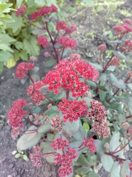 Декоративные садовые растения. - IMG_20180908_185208.jpg