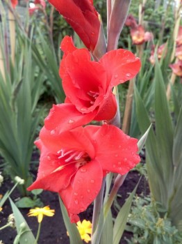 Декоративные садовые растения. - IMG_20180825_161009.jpg