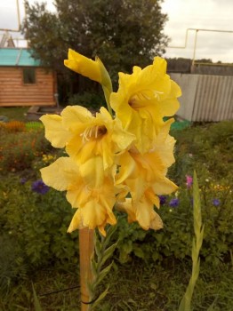 Декоративные садовые растения. - IMG_20180825_161704.jpg