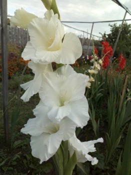 Декоративные садовые растения. - IMG_20180908_160006.jpg