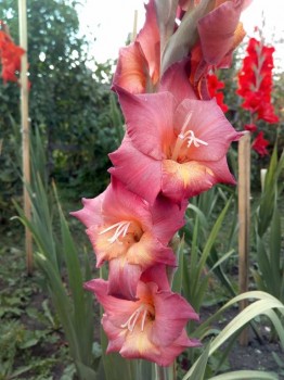 Декоративные садовые растения. - IMG_20180908_160053.jpg