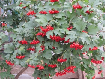 Прямо с грядки Наш урожай  - калина.jpg