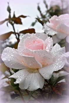 Доброго утра Хорошего дня Спокойной ночи  - 1537157209.jpg