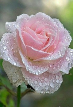 Доброго утра Хорошего дня Спокойной ночи  - 1537157205.jpg