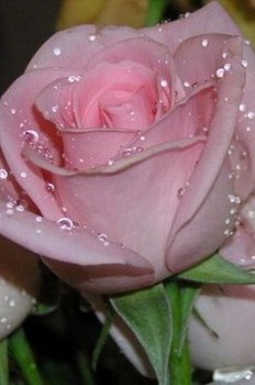 Доброго утра Хорошего дня Спокойной ночи  - 1537157201.jpg