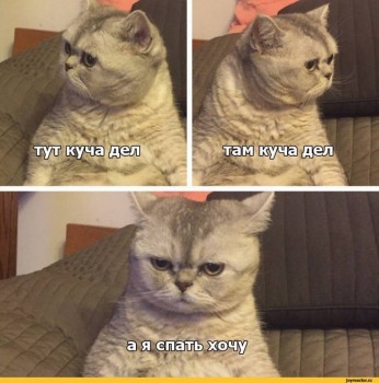 А у вас сейчас какое настроение? - котэ-спать-котизм-серый-4213587.jpeg