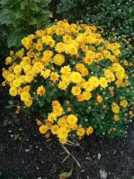 Декоративные садовые растения. - 20180922_181501.jpg