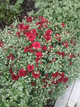 Декоративные садовые растения. - 20180922_181451.jpg